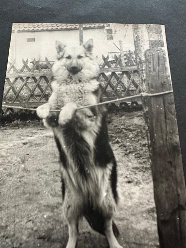 Astra,der erste Fährtenhund im Verein